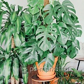 Опора для растений из кокосового волокна фото от магазина Ps-Market