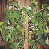 Опора для растений из кокосового волокна фото от магазина Ps-Market