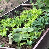 Грядка пластиковая (ПВХ) фото от магазина Ps-Market