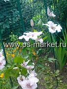 Сетка для вьющихся растений У-45 (1м) фото от магазина Ps-Market