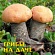 Грибницы лесных микоризных грибов